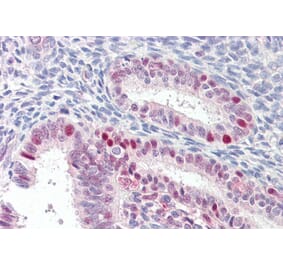 Immunohistochemistry - Anti-MARCH7 Antibody (A84460) - Antibodies.com