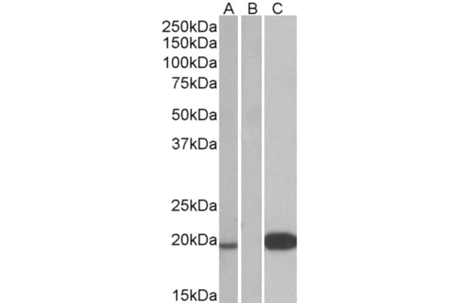 Western Blot - Anti-Urocortin 3 Antibody (A84462) - Antibodies.com