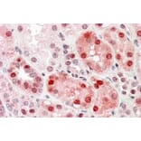Immunohistochemistry - Anti-Dnmt1 Antibody (A84464) - Antibodies.com