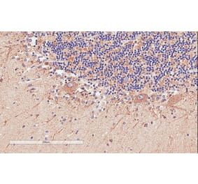 Immunohistochemistry - Anti-D Amino Acid Oxidase Antibody (A84465) - Antibodies.com