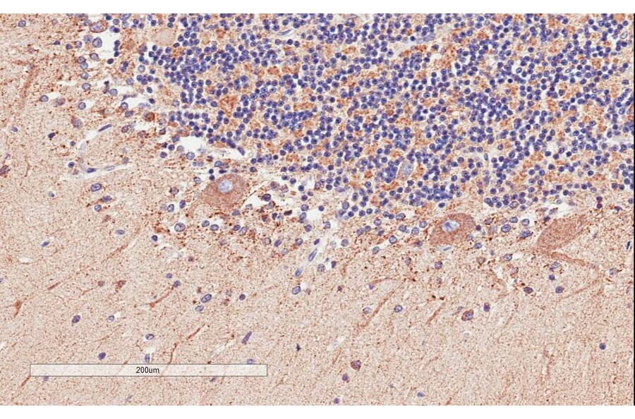 Immunohistochemistry - Anti-D Amino Acid Oxidase Antibody (A84465) - Antibodies.com