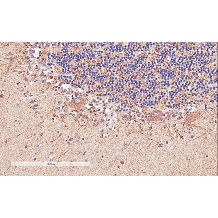 Immunohistochemistry - Anti-D Amino Acid Oxidase Antibody (A84465) - Antibodies.com