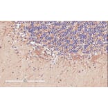 Immunohistochemistry - Anti-D Amino Acid Oxidase Antibody (A84465) - Antibodies.com