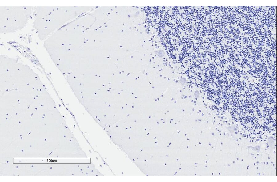 Immunohistochemistry - Anti-D Amino Acid Oxidase Antibody (A84465) - Antibodies.com