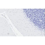 Immunohistochemistry - Anti-D Amino Acid Oxidase Antibody (A84465) - Antibodies.com