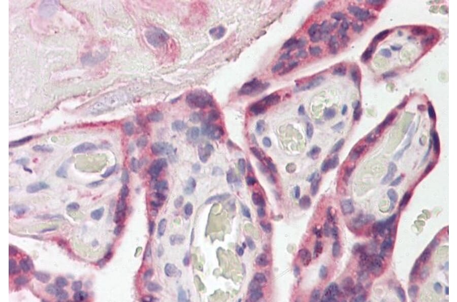 Immunohistochemistry - Anti-E-Syt1 Antibody (A84466) - Antibodies.com