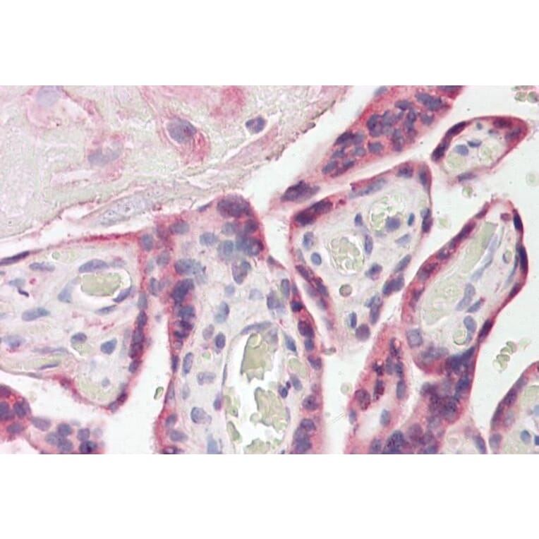 Immunohistochemistry - Anti-E-Syt1 Antibody (A84466) - Antibodies.com