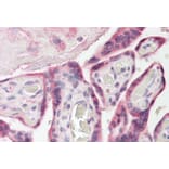 Immunohistochemistry - Anti-E-Syt1 Antibody (A84466) - Antibodies.com