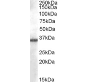 Western Blot - Anti-AKR1B10 Antibody (A84467) - Antibodies.com