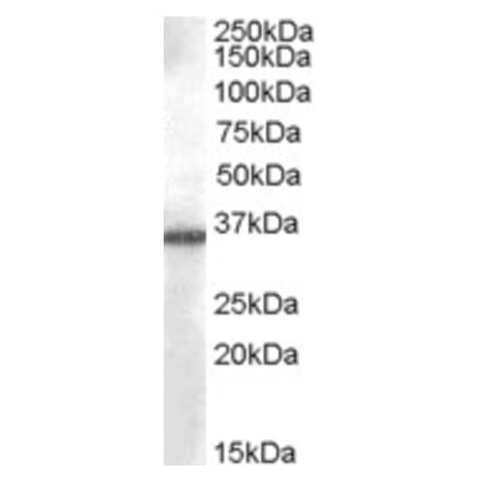 Western Blot - Anti-AKR1B10 Antibody (A84467) - Antibodies.com