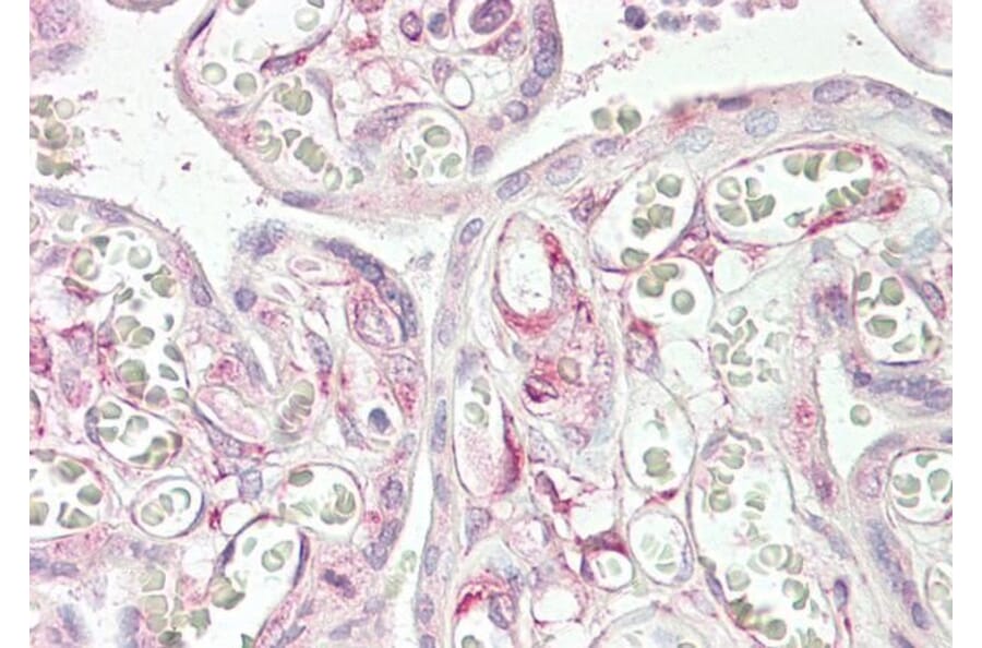 Immunohistochemistry - Anti-TIG3 Antibody (A84468) - Antibodies.com