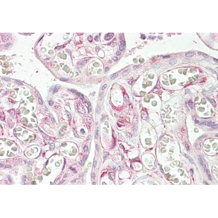 Immunohistochemistry - Anti-TIG3 Antibody (A84468) - Antibodies.com