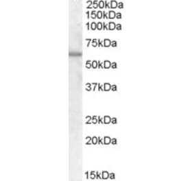 Western Blot - Anti-Frizzled 7 Antibody (A84471) - Antibodies.com