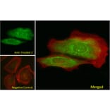 Immunofluorescence - Anti-Frizzled 2/FZD2 Antibody (A84472) - Antibodies.com