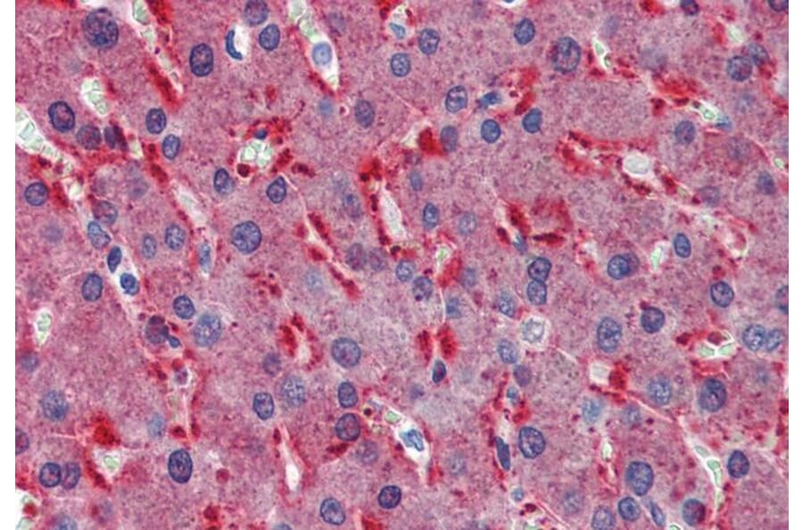 Immunohistochemistry - Anti-Frizzled 2/FZD2 Antibody (A84472) - Antibodies.com