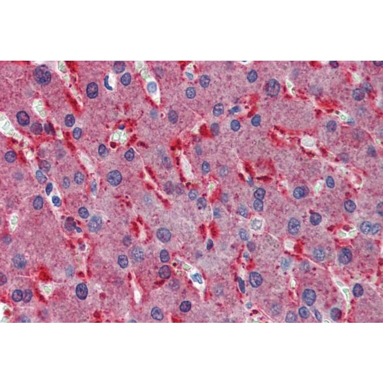 Immunohistochemistry - Anti-Frizzled 2/FZD2 Antibody (A84472) - Antibodies.com