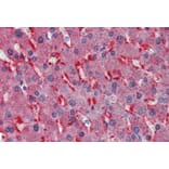Immunohistochemistry - Anti-Frizzled 2/FZD2 Antibody (A84472) - Antibodies.com