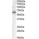 Western Blot - Anti-Frizzled 4 Antibody (A84473) - Antibodies.com