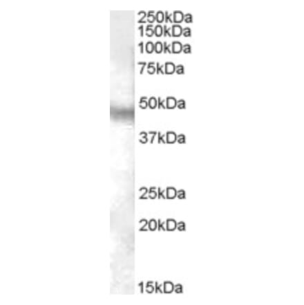 Western Blot - Anti-NPFFR1 Antibody (A84477) - Antibodies.com