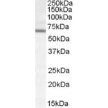 Western Blot - Anti-DACH2 Antibody (A84480) - Antibodies.com