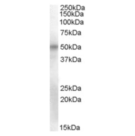 Western Blot - Anti-Oct6 Antibody (A84486) - Antibodies.com