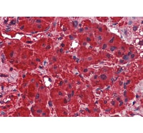 Immunohistochemistry - Anti-Dynamin 3 Antibody (A84488) - Antibodies.com