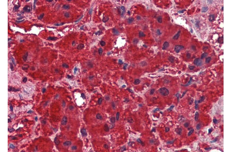 Immunohistochemistry - Anti-Dynamin 3 Antibody (A84488) - Antibodies.com