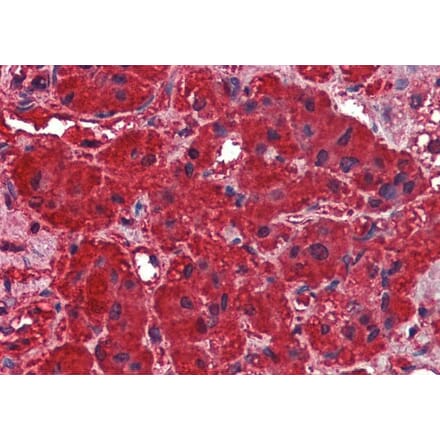 Immunohistochemistry - Anti-Dynamin 3 Antibody (A84488) - Antibodies.com