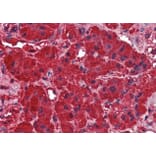 Immunohistochemistry - Anti-Dynamin 3 Antibody (A84488) - Antibodies.com