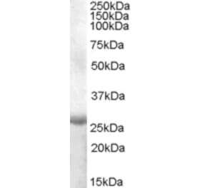 Western Blot - Anti-APOBEC2 Antibody (A84491) - Antibodies.com