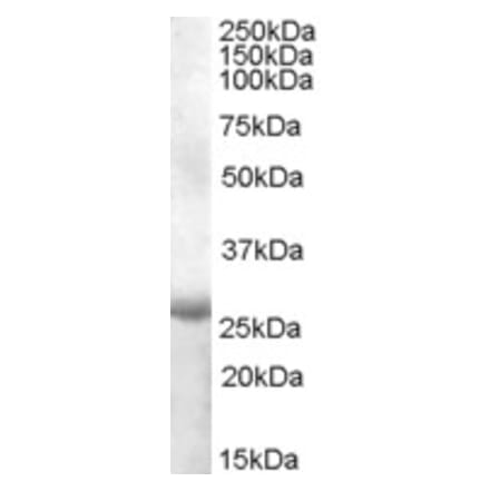 Western Blot - Anti-APOBEC2 Antibody (A84491) - Antibodies.com