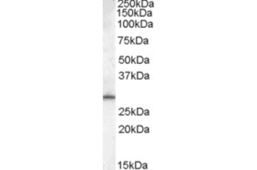 Western Blot - Anti-MTHFD2L Antibody (A84497) - Antibodies.com