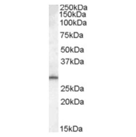 Western Blot - Anti-MTHFD2L Antibody (A84497) - Antibodies.com