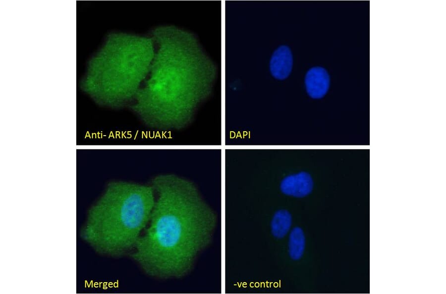 Immunofluorescence - Anti-ARK5 Antibody (A84498) - Antibodies.com