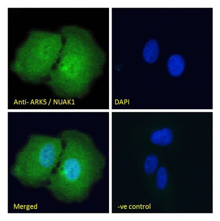 Immunofluorescence - Anti-ARK5 Antibody (A84498) - Antibodies.com