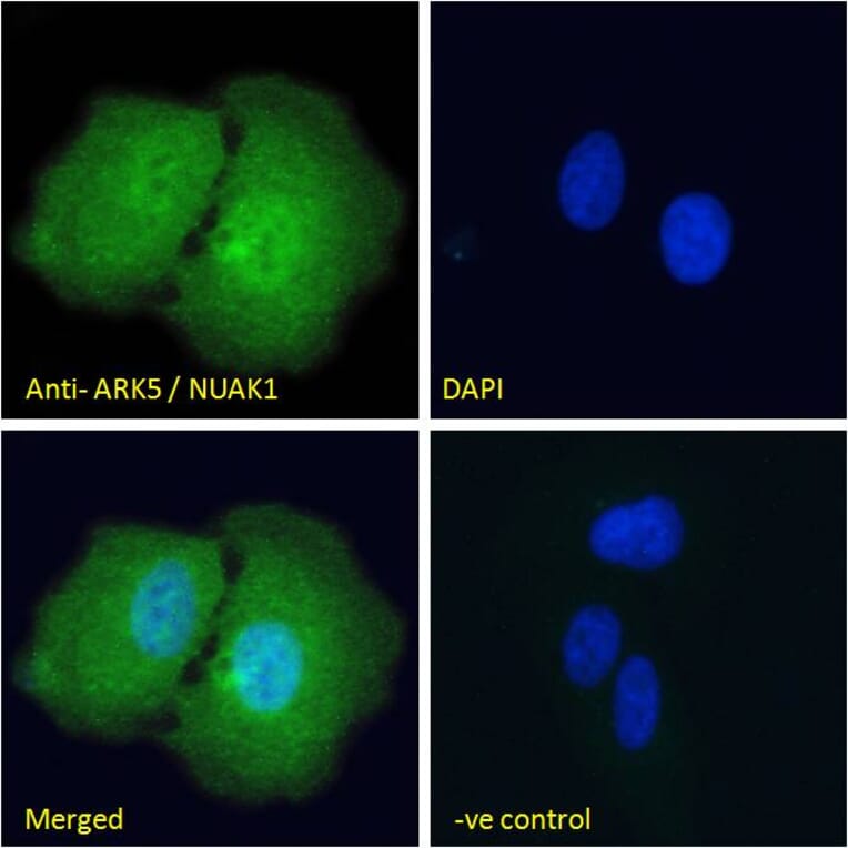 Immunofluorescence - Anti-ARK5 Antibody (A84498) - Antibodies.com