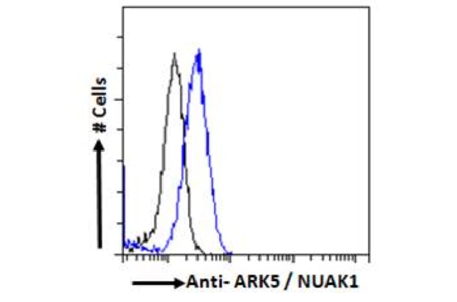 Flow Cytometry - Anti-ARK5 Antibody (A84498) - Antibodies.com