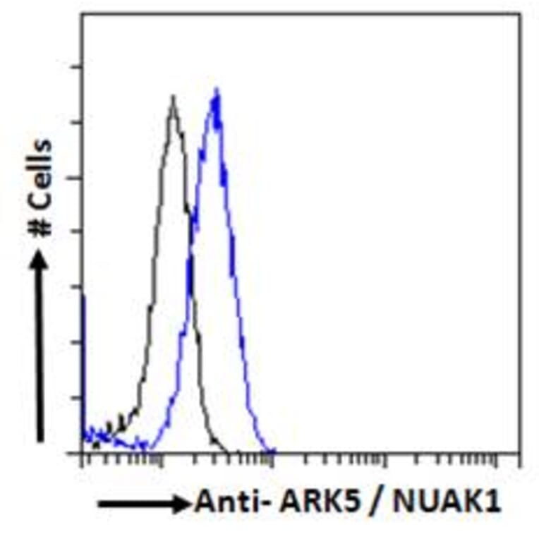 Flow Cytometry - Anti-ARK5 Antibody (A84498) - Antibodies.com