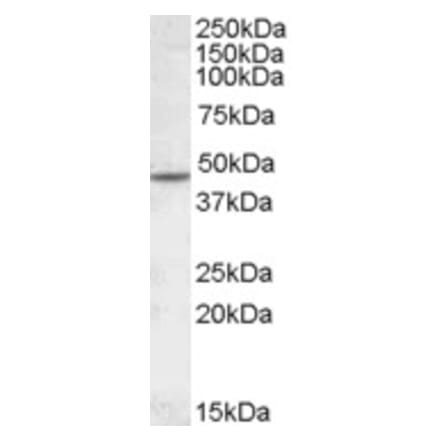 Western Blot - Anti-CHRNA2 Antibody (A84499) - Antibodies.com