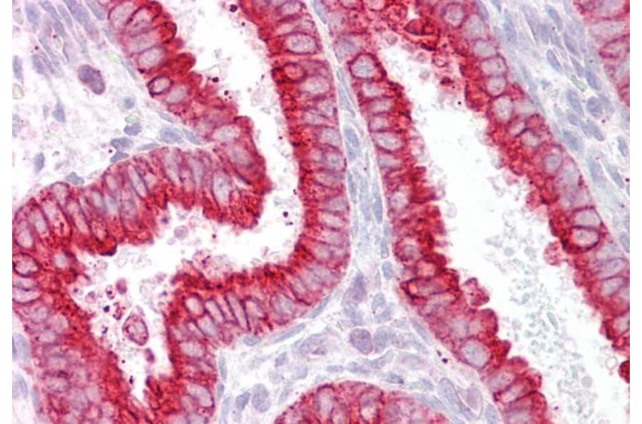 Immunohistochemistry - Anti-CHRNB2 Antibody (A84499) - Antibodies.com