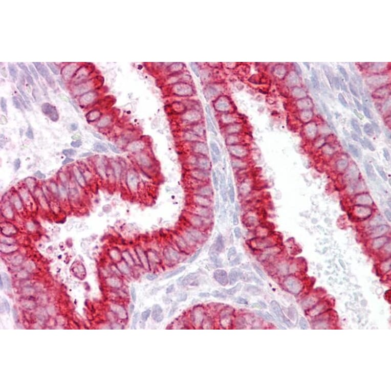 Immunohistochemistry - Anti-CHRNB2 Antibody (A84499) - Antibodies.com
