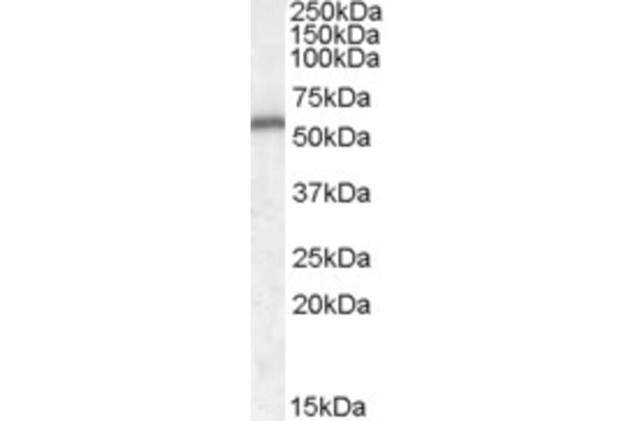 Western Blot - Anti-NT-4 Antibody (A84500) - Antibodies.com