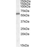 Western Blot - Anti-NT-4 Antibody (A84500) - Antibodies.com
