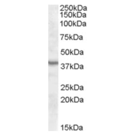 Western Blot - Anti-TRC40 Antibody (A84502) - Antibodies.com