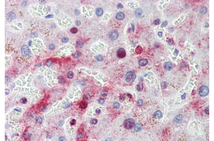 Immunohistochemistry - Anti-MTHFD1 Antibody (A84503) - Antibodies.com