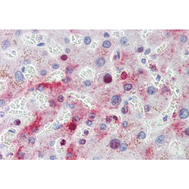 Immunohistochemistry - Anti-MTHFD1 Antibody (A84503) - Antibodies.com