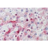 Immunohistochemistry - Anti-MTHFD1 Antibody (A84503) - Antibodies.com