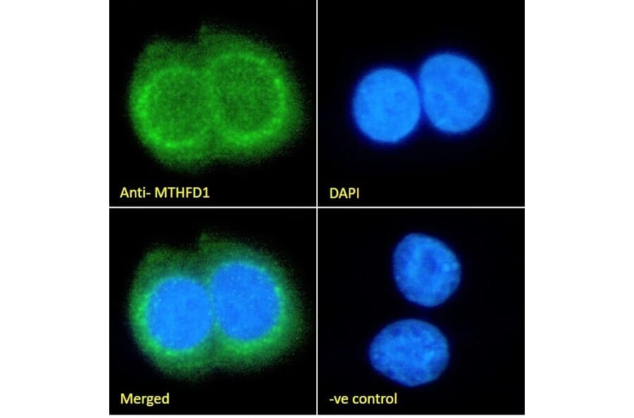 Immunofluorescence - Anti-MTHFD1 Antibody (A84503) - Antibodies.com