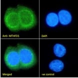 Immunofluorescence - Anti-MTHFD1 Antibody (A84503) - Antibodies.com