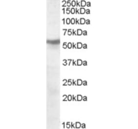 Western Blot - Anti-CHRNB1 Antibody (A84504) - Antibodies.com
